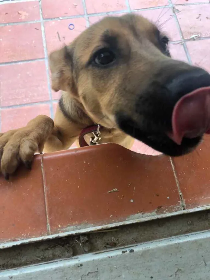 Cachorro ra a Viralata idade 2 a 6 meses nome Lua