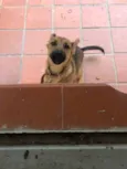 Lua