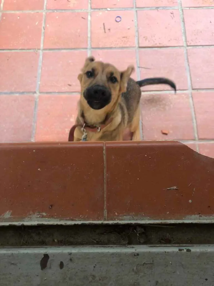 Cachorro ra a Viralata idade 2 a 6 meses nome Lua