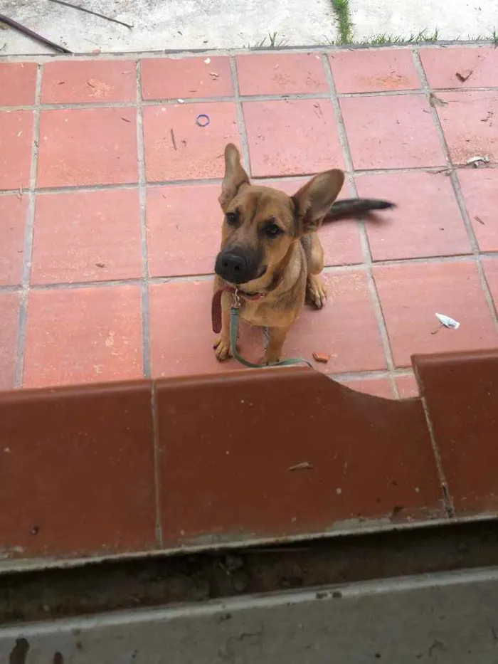 Cachorro ra a Viralata idade 2 a 6 meses nome Lua