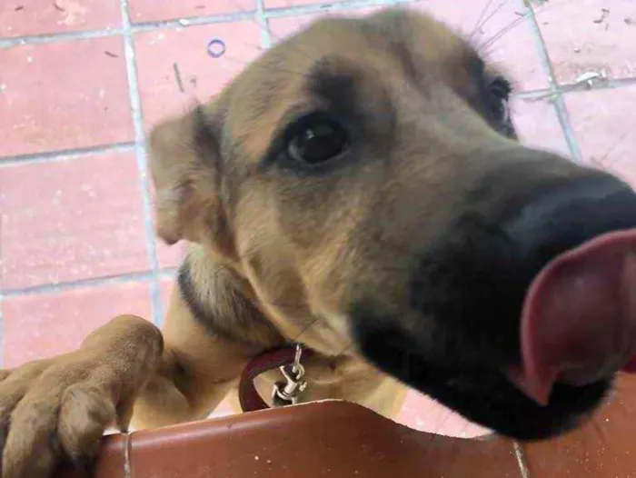 Cachorro ra a Viralata idade 2 a 6 meses nome Lua