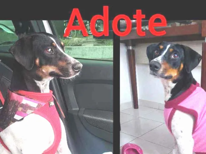 Cachorro ra a Srd idade 1 ano nome Paty