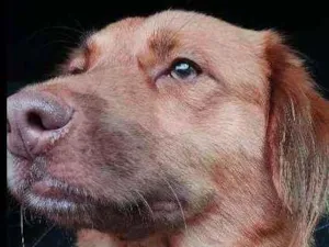 Cachorro raça Mix Golden idade 1 ano nome Léo 
