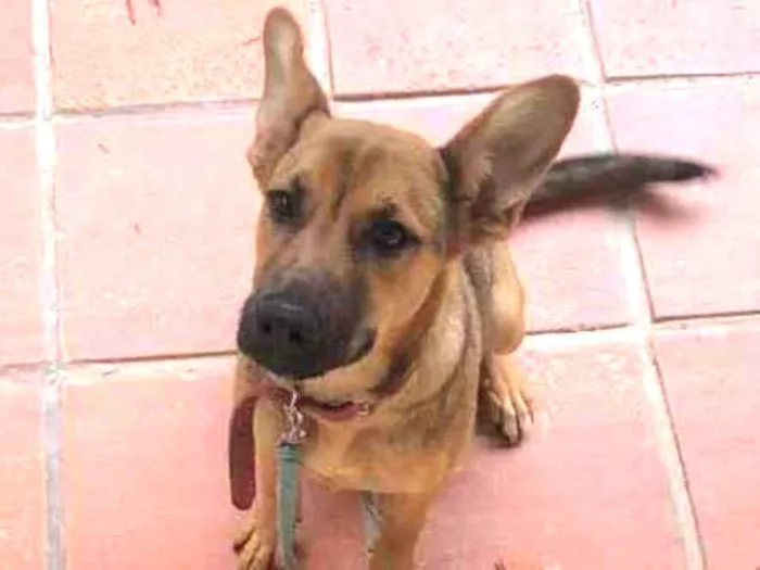Cachorro ra a Viralata idade 2 a 6 meses nome Lua
