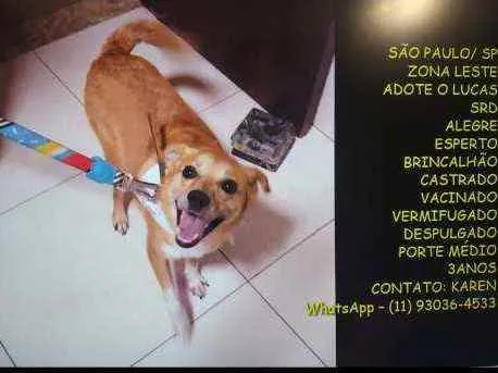 Cachorro raça SRD  idade 3 anos nome Lucas