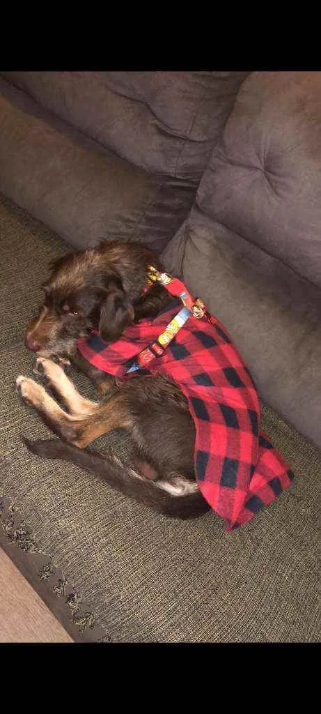 Cachorro raça SRD  idade 2 anos nome Chico