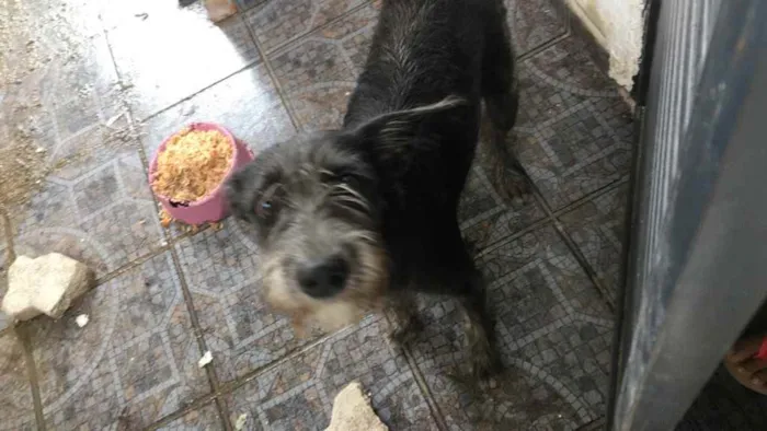 Cachorro raça N identificado  idade 7 a 11 meses nome Zara