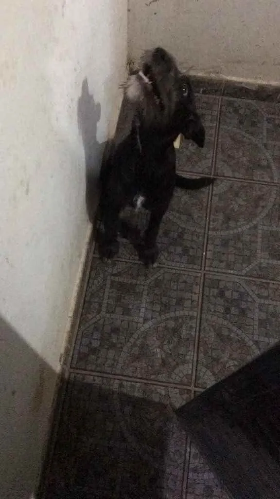 Cachorro raça N identificado  idade 7 a 11 meses nome Zara