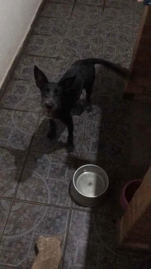 Cachorro raça N identificado  idade 7 a 11 meses nome Zara