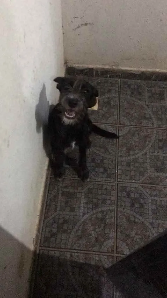 Cachorro raça N identificado  idade 7 a 11 meses nome Zara