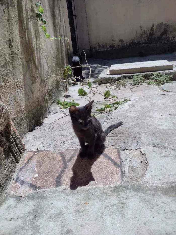 Gato ra a  idade 7 a 11 meses nome Simas
