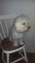 Papaki