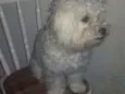 Papaki