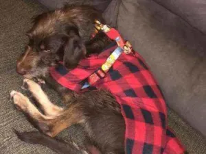 Cachorro raça SRD  idade 2 anos nome Chico