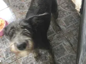 Cachorro raça N identificado  idade 7 a 11 meses nome Zara