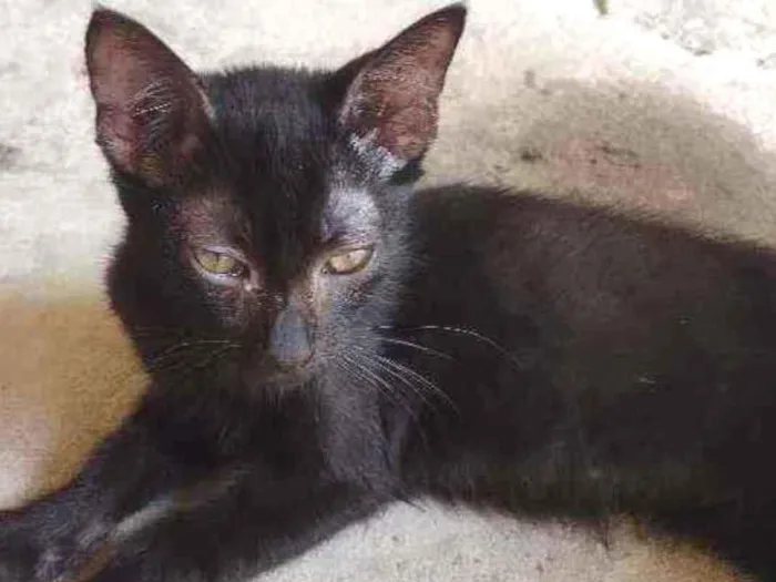 Gato ra a  idade 7 a 11 meses nome Simas