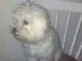 Papaki