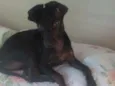 Chokito