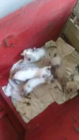 Gatinhos