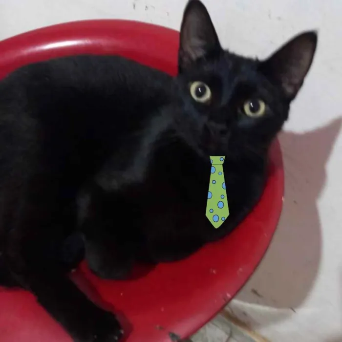 Gato ra a Mestiço  idade 2 a 6 meses nome Oliver 