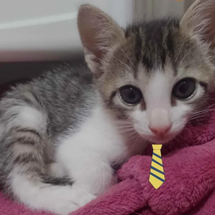 Gato ra a Mestiço  idade 2 a 6 meses nome Chico 