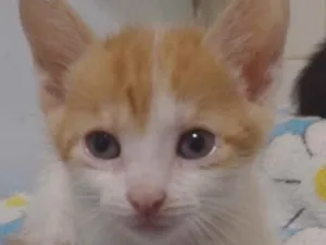 Gato raça Mestiço  idade 2 a 6 meses nome Tom 