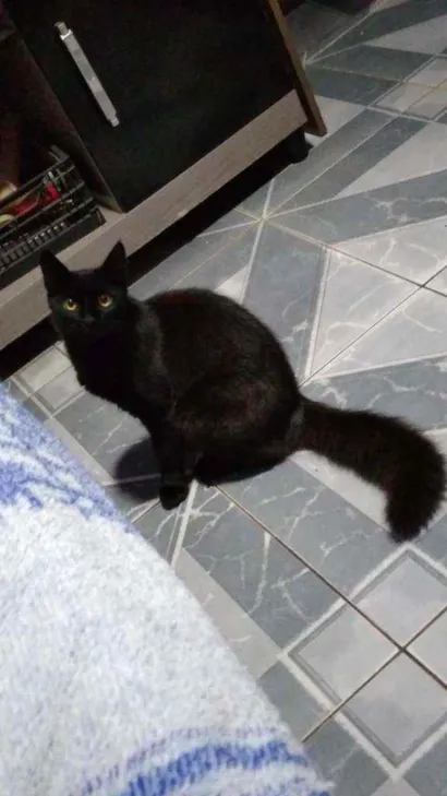 Gato raça  idade 7 a 11 meses nome Luci