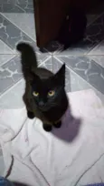 Luci