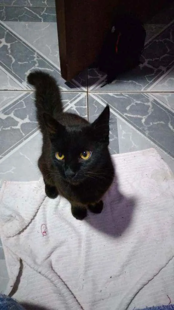 Gato raça  idade 7 a 11 meses nome Luci