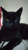 Luci