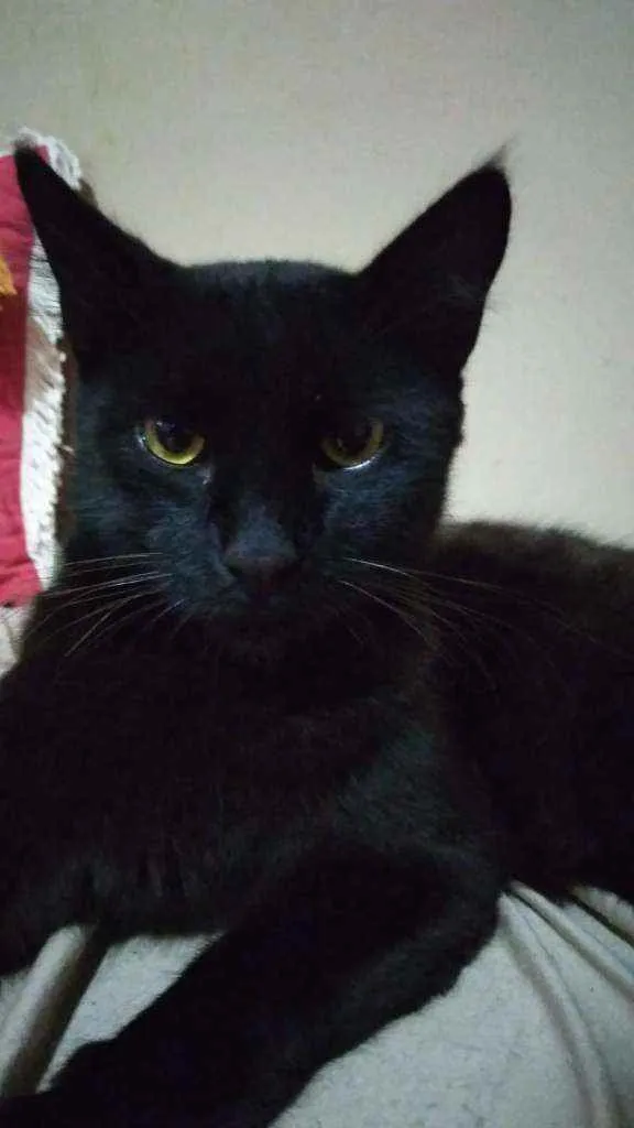 Gato raça  idade 7 a 11 meses nome Luci