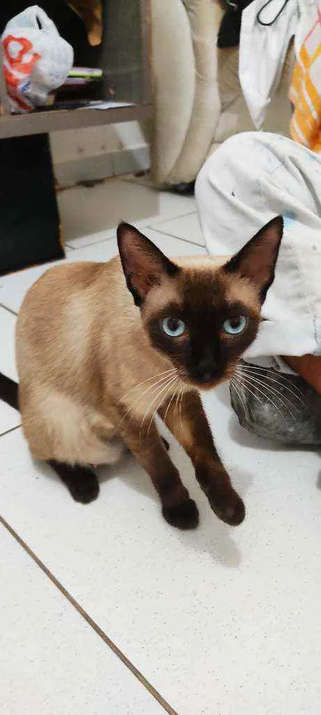 Gato ra a Vira lata idade 7 a 11 meses nome Geovana Scarlet