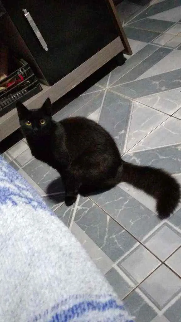 Gato ra a Vira lata idade 7 a 11 meses nome Lucy
