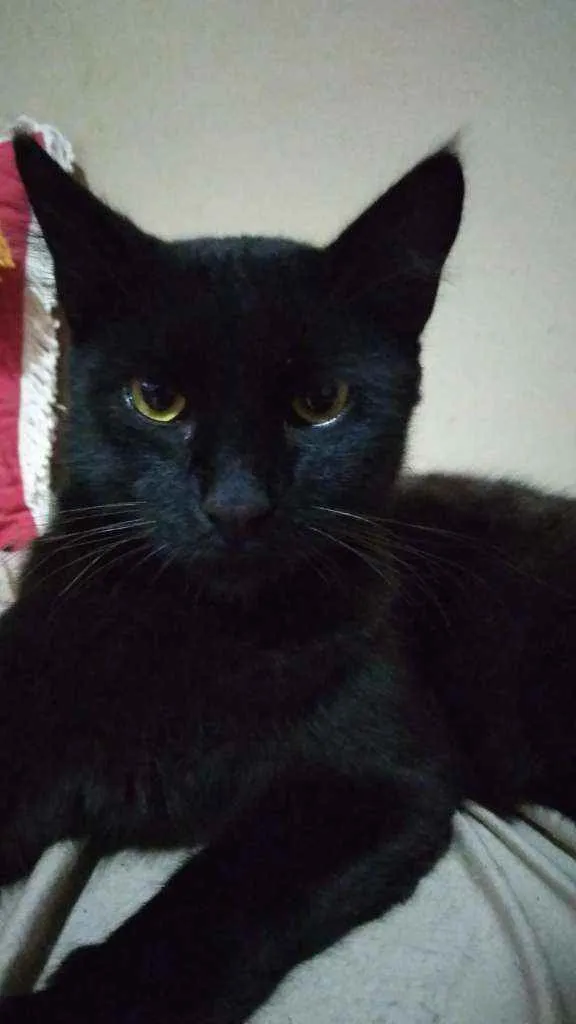 Gato ra a Vira lata idade 7 a 11 meses nome Lucy