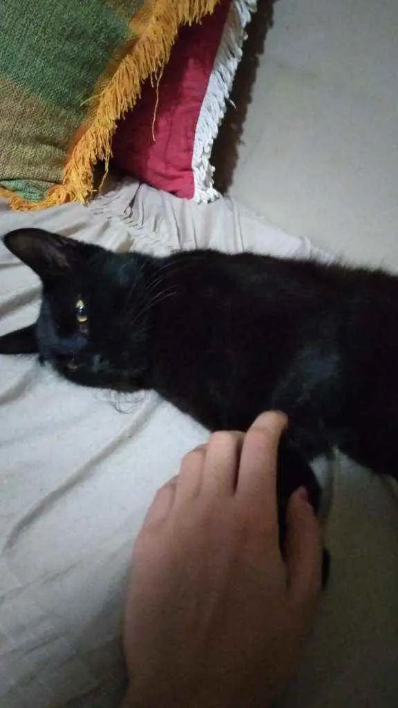 Gato ra a Vira lata idade 7 a 11 meses nome Lucy