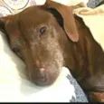 Cachorro raça Daschund  idade 6 ou mais anos nome Bento 