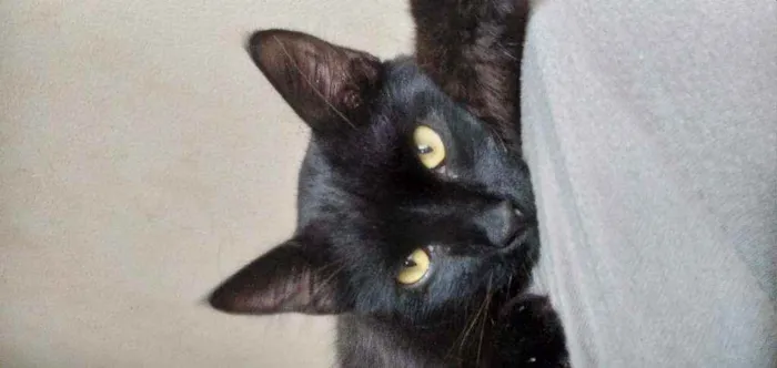 Gato ra a Vira lata idade 7 a 11 meses nome Lucy