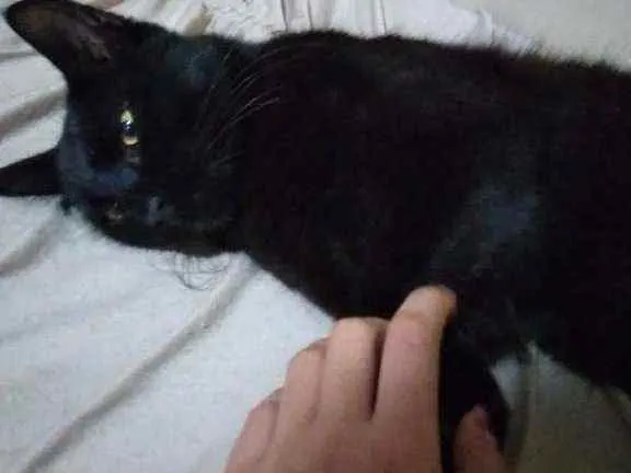 Gato ra a Vira lata idade 7 a 11 meses nome Lucy
