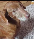 Cachorro raça Daschund  idade 6 ou mais anos nome Bento 