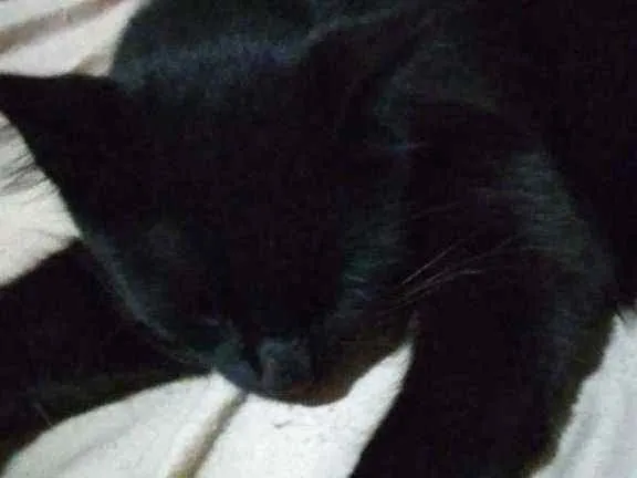 Gato ra a Vira lata idade 7 a 11 meses nome Lucy