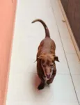 Cachorro raça Daschund  idade 6 ou mais anos nome Bento 