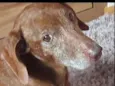 Cachorro raça Daschund  idade 6 ou mais anos nome Bento 