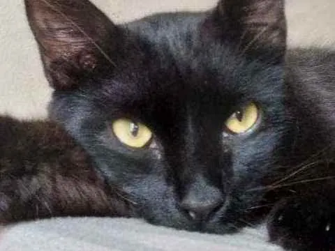 Gato ra a Vira lata idade 7 a 11 meses nome Lucy