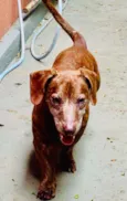Cachorro raça Daschund  idade 6 ou mais anos nome Bento 