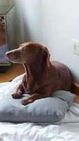 Cachorro raça Daschund  idade 6 ou mais anos nome Bento 