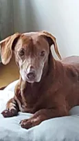 Cachorro raça Daschund  idade 6 ou mais anos nome Bento 