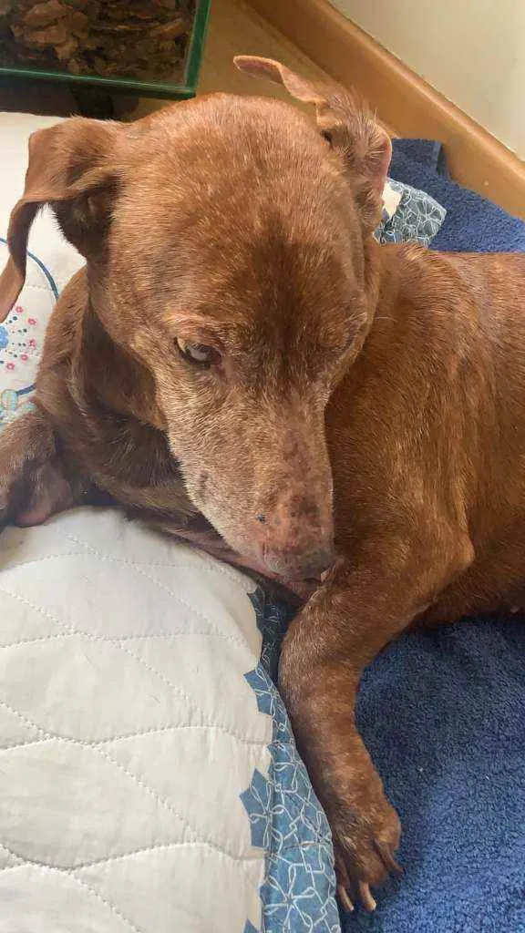 Cachorro raça Daschund  idade 6 ou mais anos nome Bento 