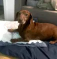 Cachorro raça Daschund  idade 6 ou mais anos nome Bento 