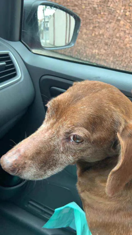 Cachorro raça Daschund  idade 6 ou mais anos nome Bento 