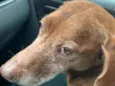 Cachorro raça Daschund  idade 6 ou mais anos nome Bento 